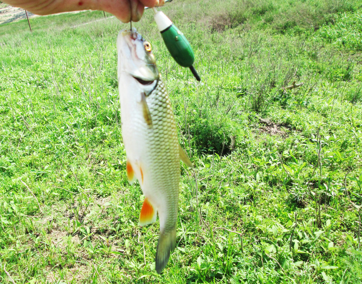 Ловля рыбы на поплавочную удочку
