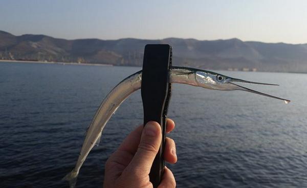 Ловля саргана на черном море. Методы и способы ловли черноморского саргана