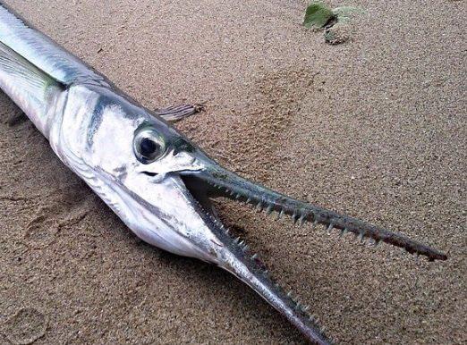 Ловля саргана на снасть Самодур