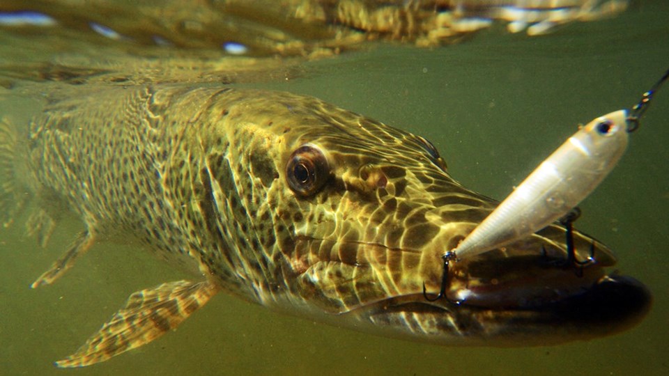 Погода для ловли щуки