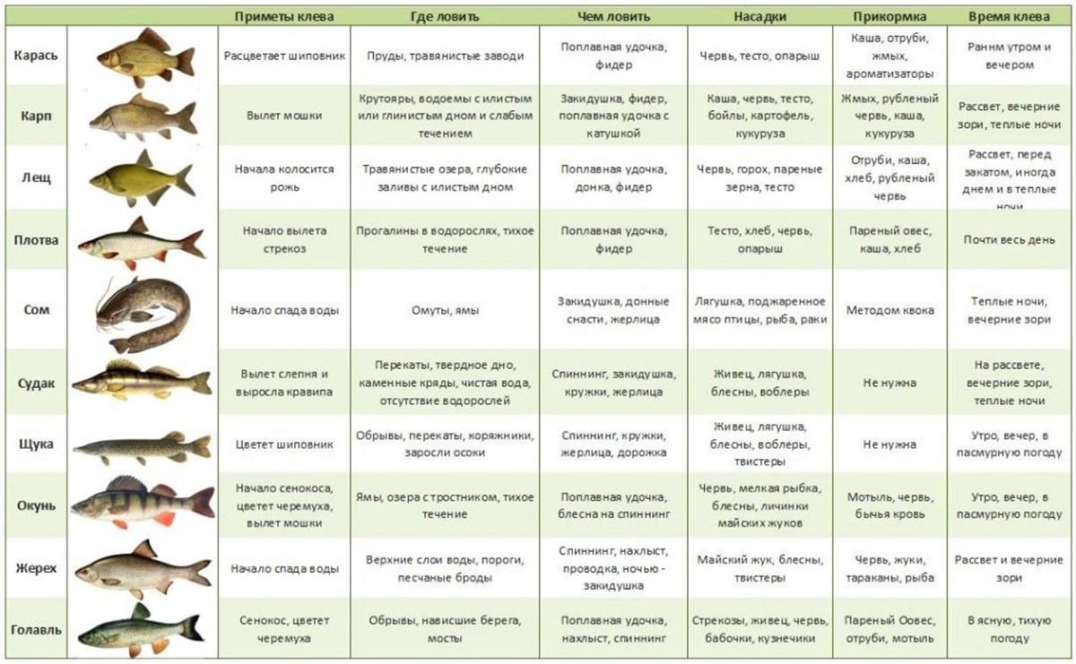 Влияние атмосферного давления на клев рыбы – прямое и опосредованное
