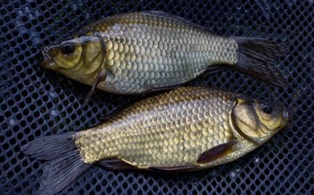 Ловля карася в апреле