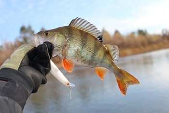 Ловля окуня в апреле
