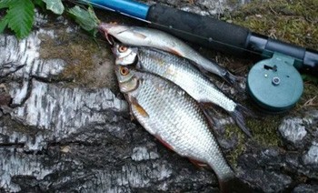 Ловля плотвы в апреле