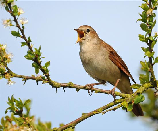 приметы мая месяца