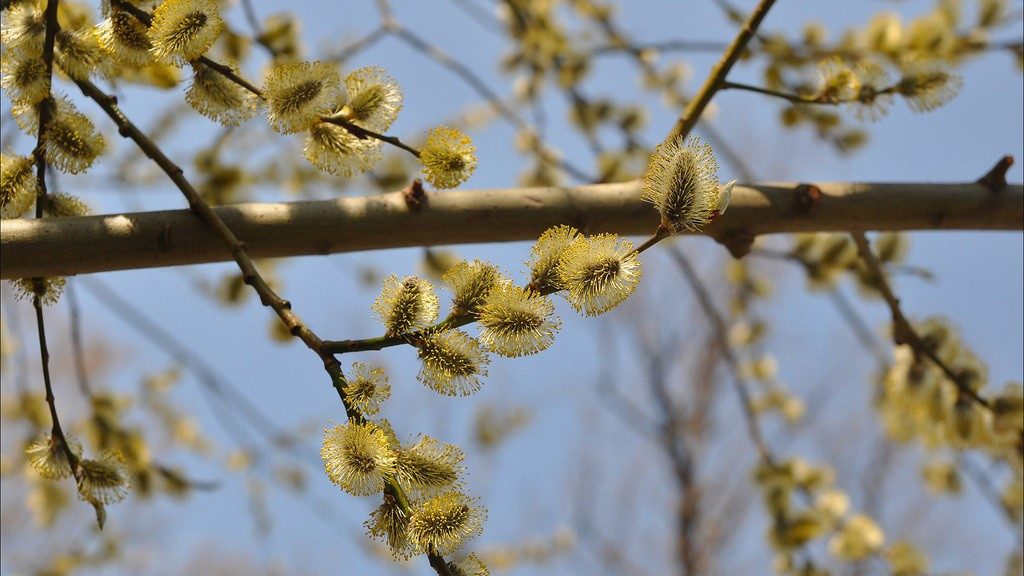 Народные приметы на апрель 2021 года на каждый день