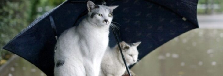 Кошки под зонтом