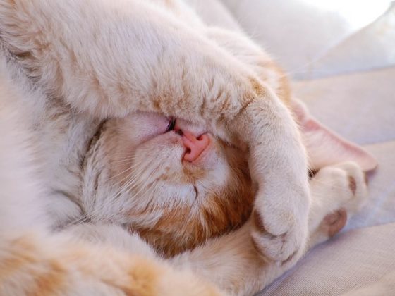 Предсказание погоды по поведению животных