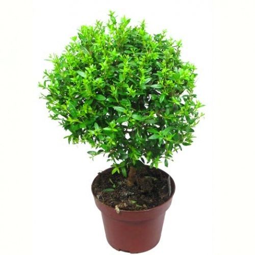 народные приметы связанные с растениями