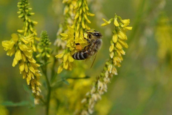 народные приметы связанные с растениями