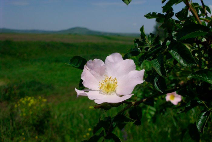 цветущий шиповник