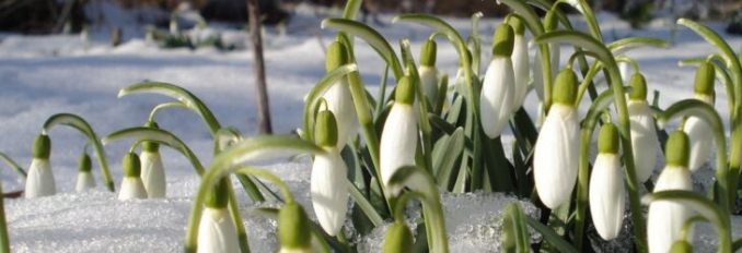 народные приметы связанные с растениями