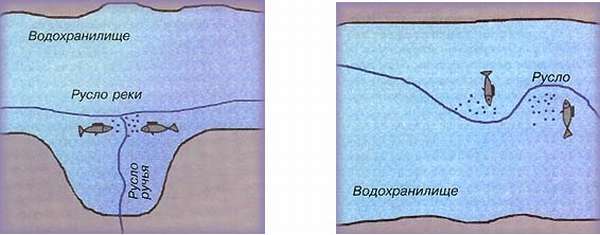 Места обитания плотвы зимой