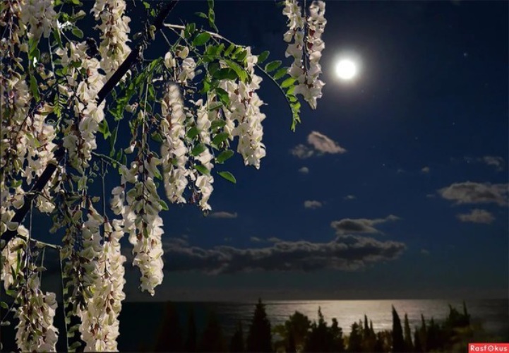 связывает цветение черемухи с периодами высокой и низкой Луны