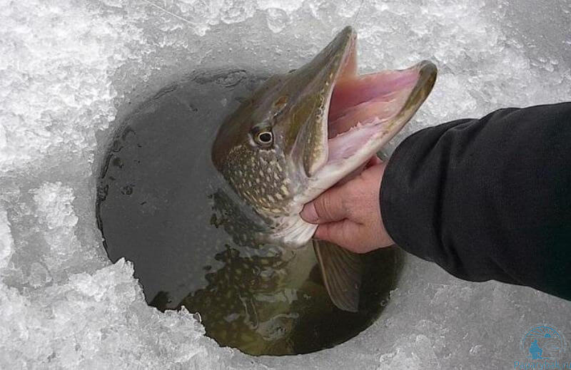 щука в лунке