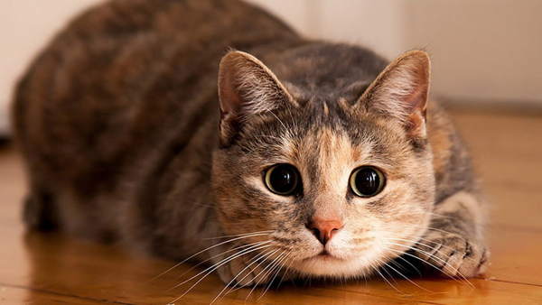 приметы связанные с кошками в доме