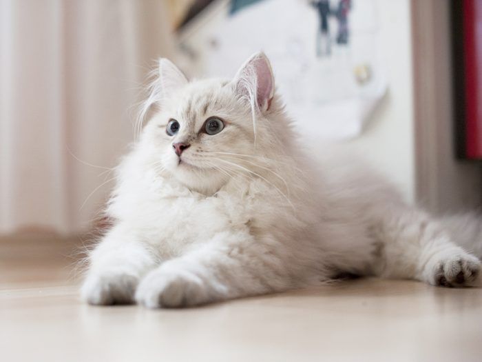 Белая кошка