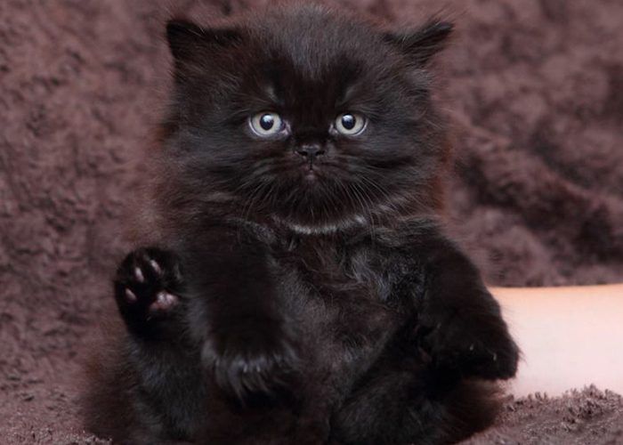 Кот угольного окраса