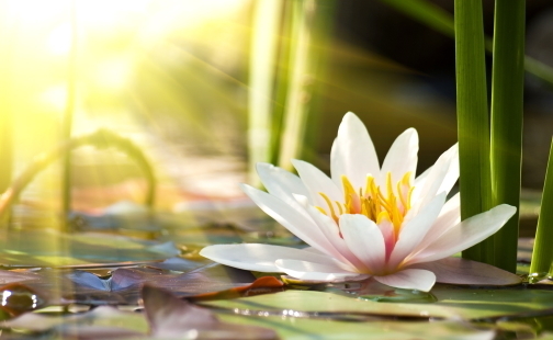 Растения, предсказывающие погоду - Народные приметы