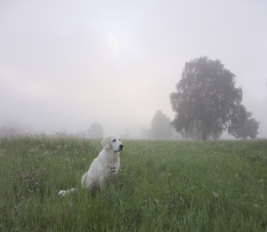 Растения, предсказывающие погоду - Народные приметы