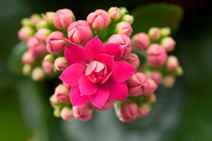 Растения, предсказывающие погоду - Народные приметы