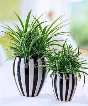 Растения, предсказывающие погоду - Народные приметы