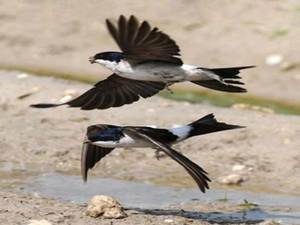 Растения, предсказывающие погоду - Народные приметы