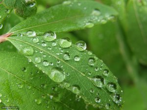 Растения, предсказывающие погоду - Народные приметы