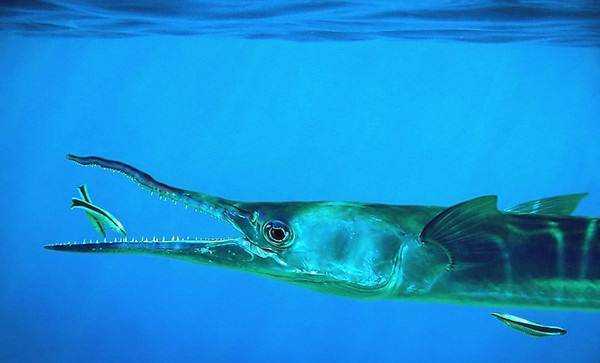 Рыба сарган черноморский: характеристика, поведение, способы ловли