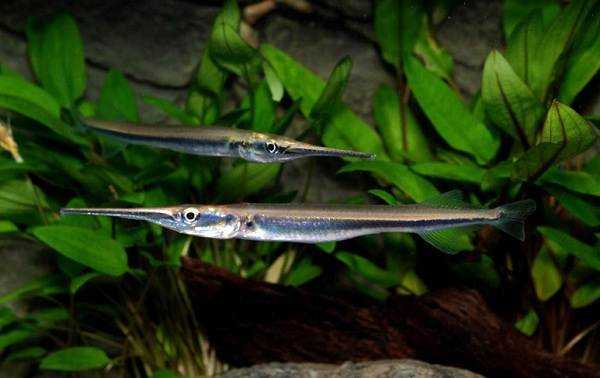 Рыба сарган черноморский: характеристика, поведение, способы ловли