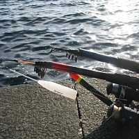 Рыба сарган черноморский: характеристика, поведение, способы ловли