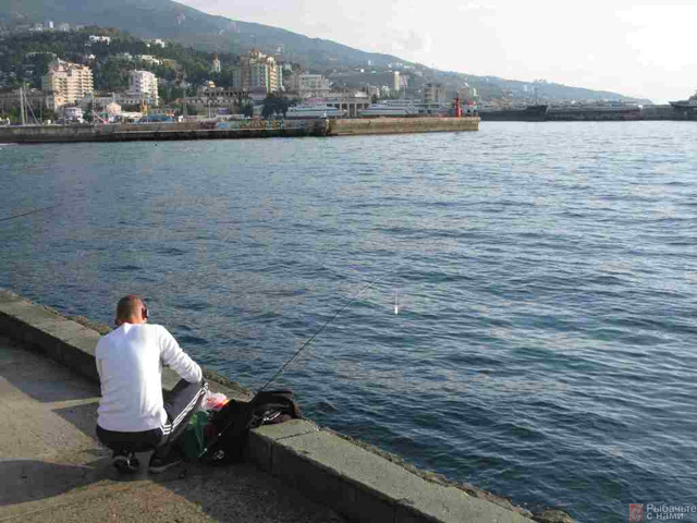 Рыба сарган черноморский: характеристика, поведение, способы ловли