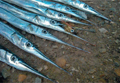 Рыба сарган черноморский: характеристика, поведение, способы ловли