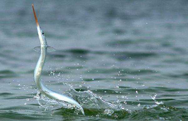 Рыба сарган черноморский: характеристика, поведение, способы ловли