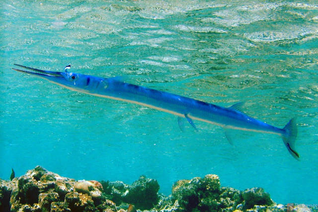 Рыба сарган черноморский: характеристика, поведение, способы ловли
