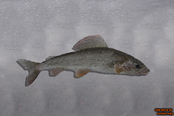 Хариус на реке Ингода