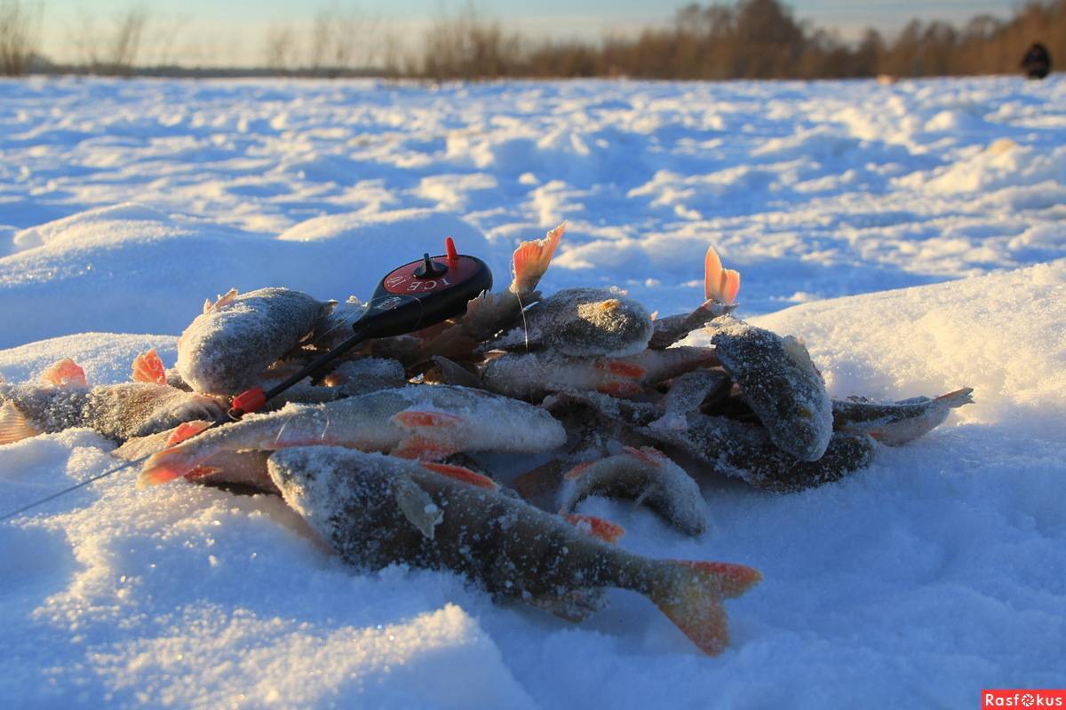 Рыбалка на реках кировской области и в кирове, обзор водоемов