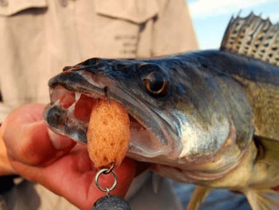 Осенний судак на Вятке