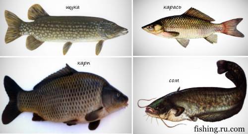 поведение рыбы