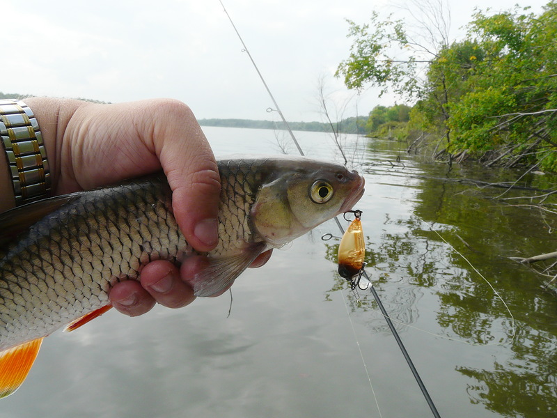 Рыбалка на Суре на голавля