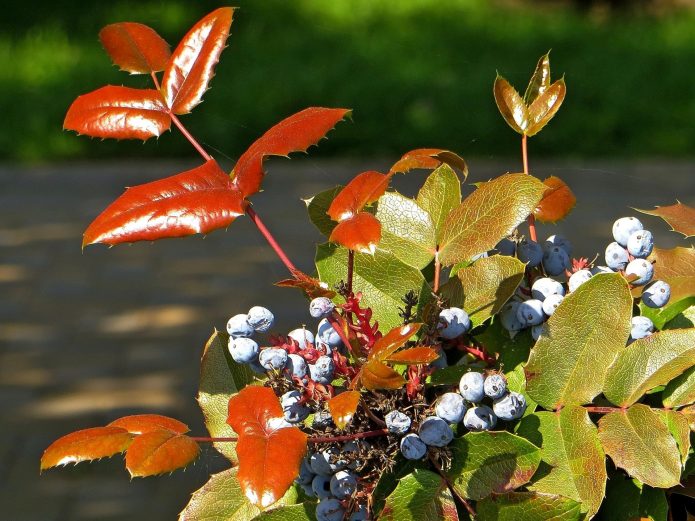 Магония падуболистная