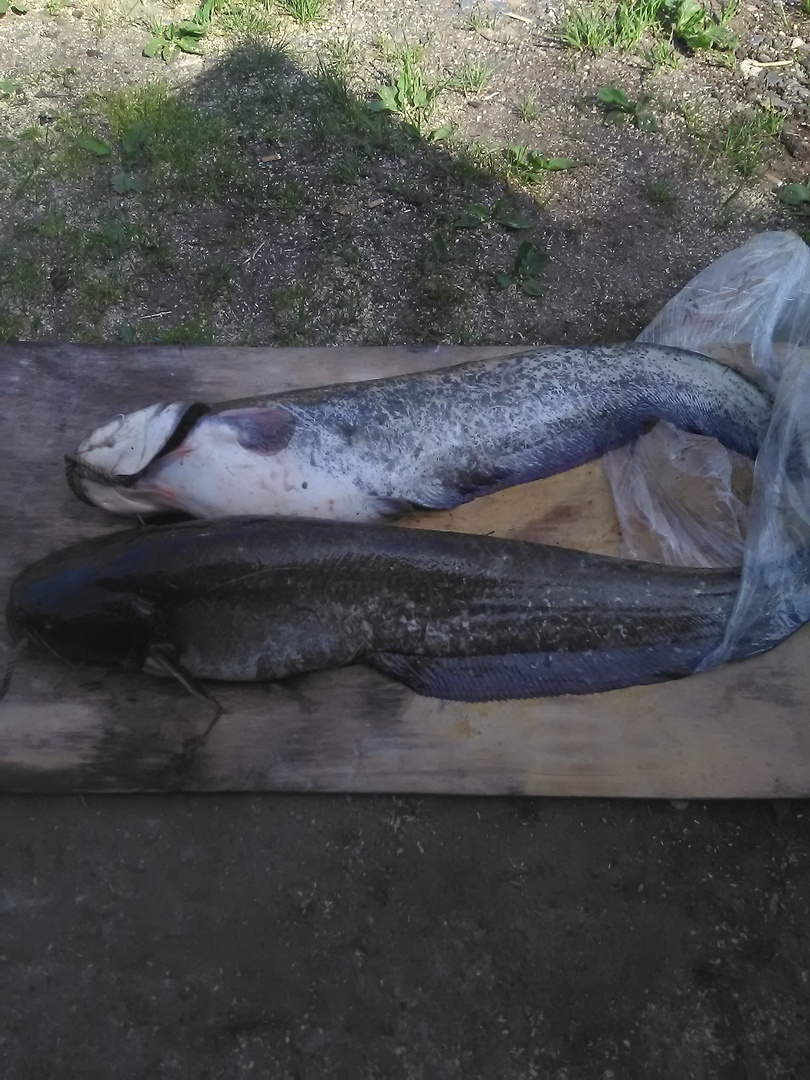 Трофейные выходные: где в Кировской области поймать 7-килограммовую щуку? Еженедельный отчёт с кировских водоёмов