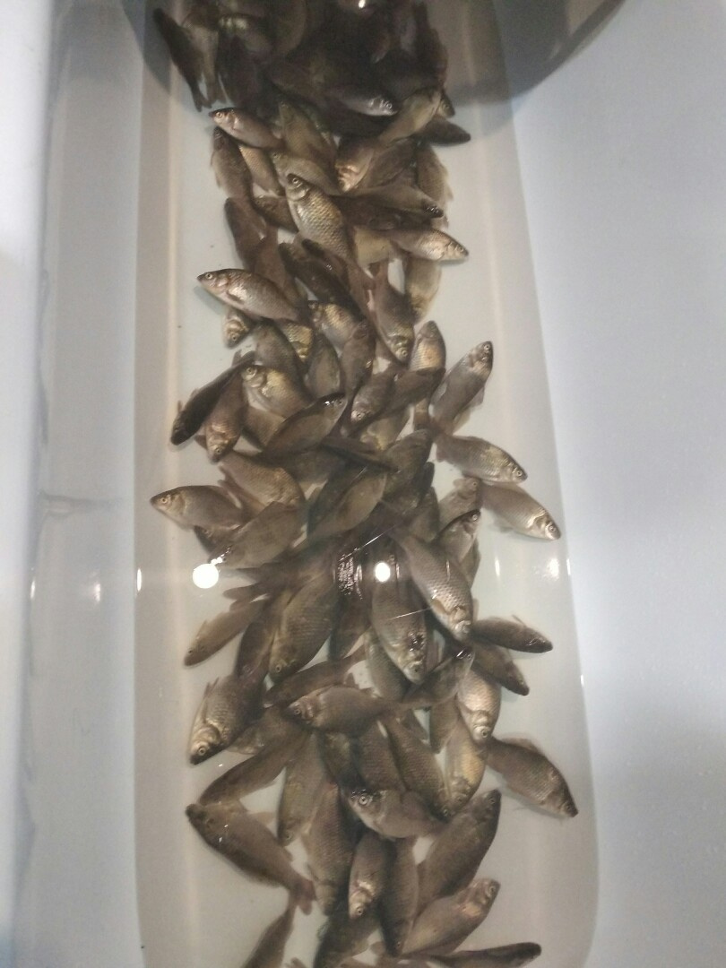 Трофейные выходные: где в Кировской области поймать 7-килограммовую щуку? Еженедельный отчёт с кировских водоёмов