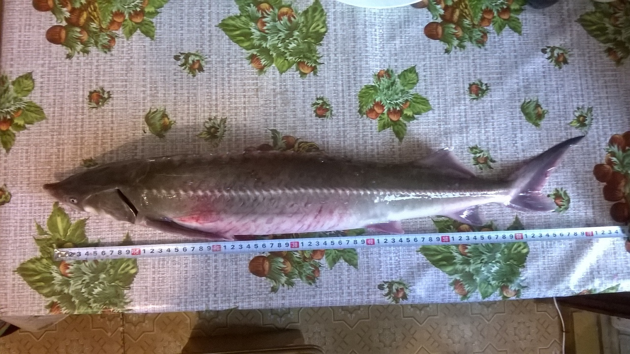 Трофейные выходные: где в Кировской области поймать 7-килограммовую щуку? Еженедельный отчёт с кировских водоёмов