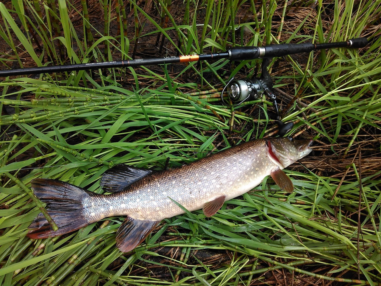 Трофейные выходные: где в Кировской области поймать 7-килограммовую щуку? Еженедельный отчёт с кировских водоёмов