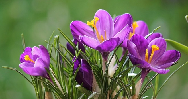 Весенние приметы - народные приметы про весну и о погоде весной