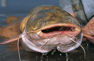 Время ловли сома