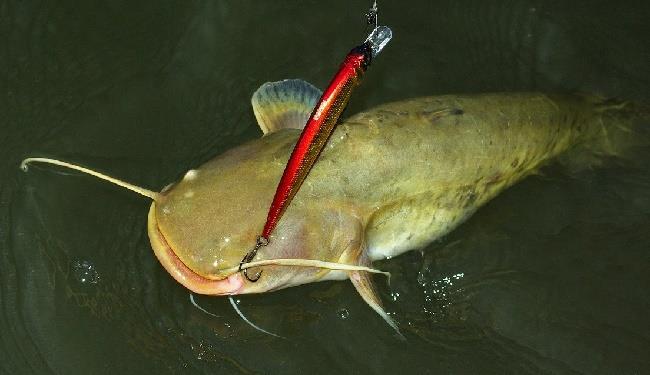 Время ловли сома