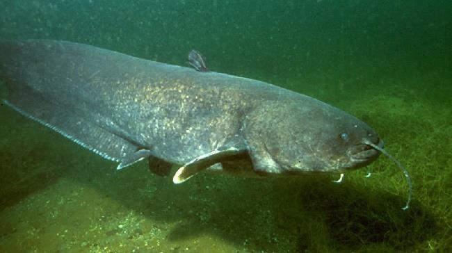 Время ловли сома