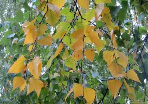 желтые листья березы